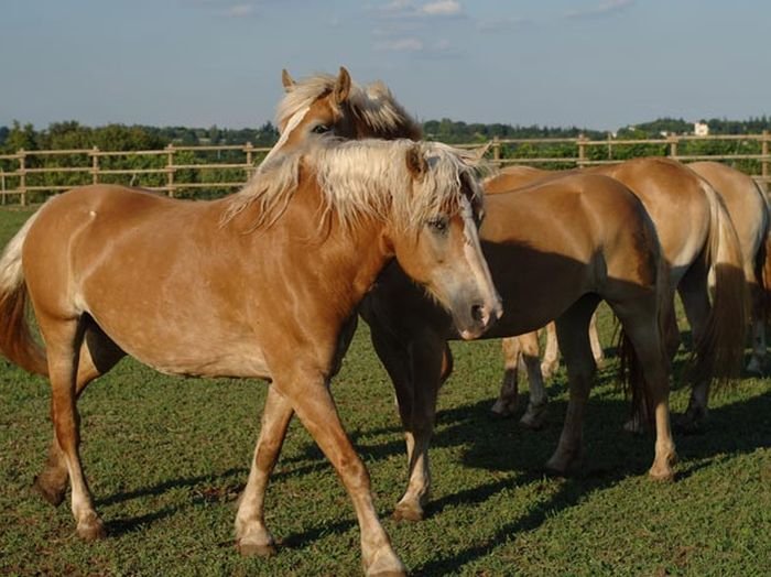 Agriturismo Corte Morandini -The Equestrian Club: one of the great passions of Corte Morandini